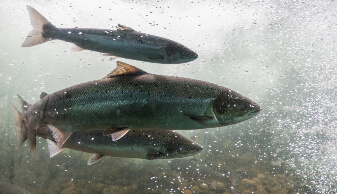 Salmon Fishing Seattle